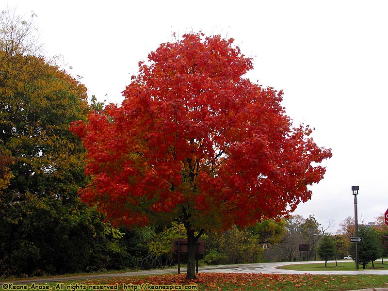 Fall Trees