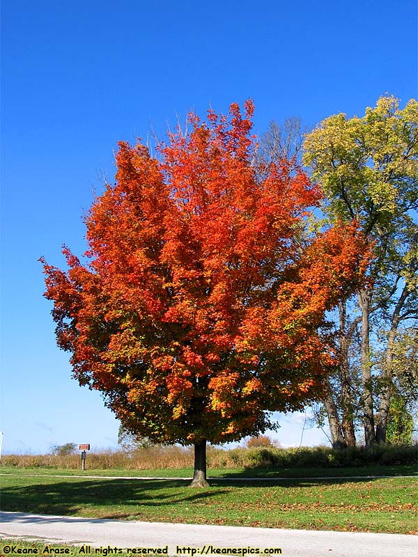 Fall Trees