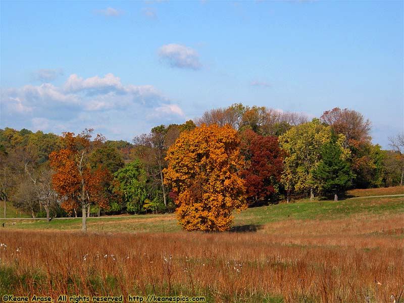 Fall Trees