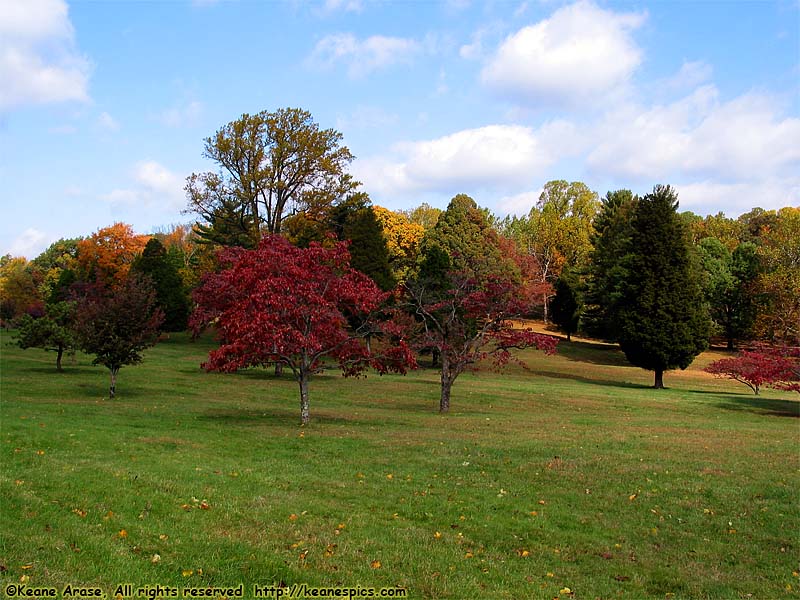 Fall Colors