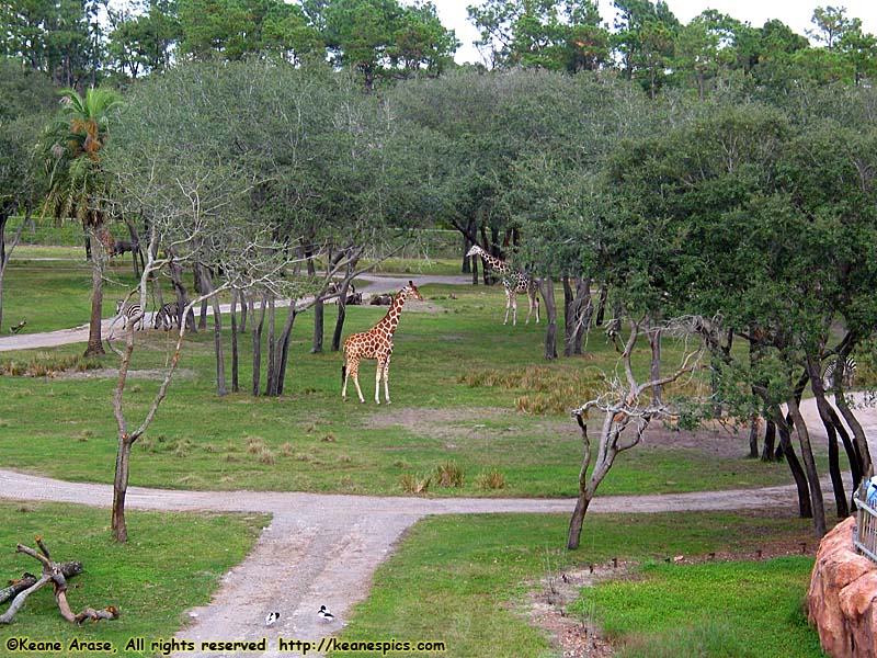 Arusha Savanna