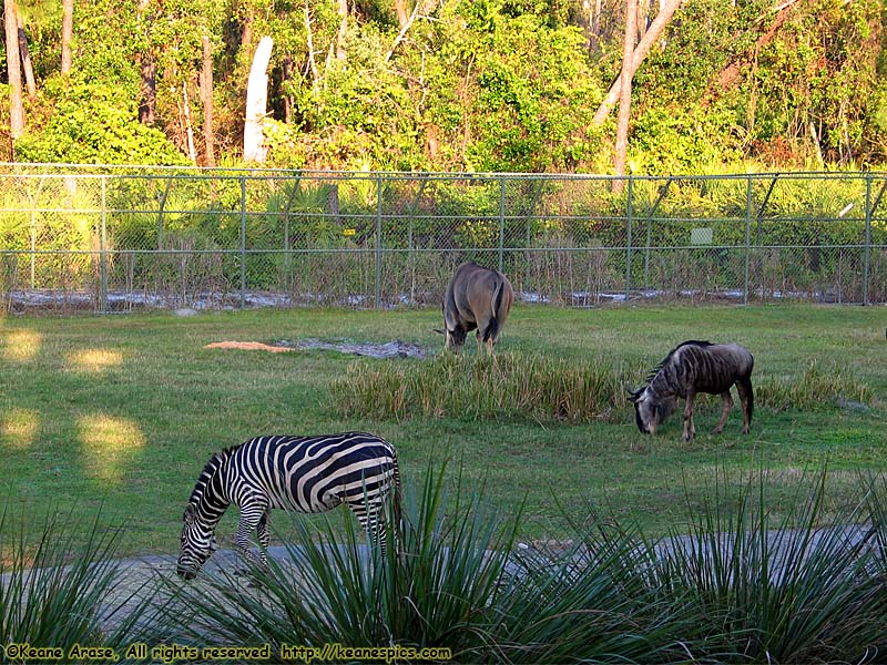 Arusha Savanna