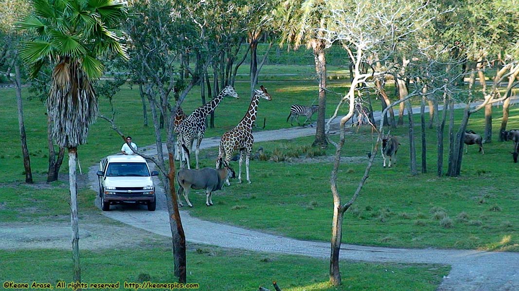 Arusha Savanna