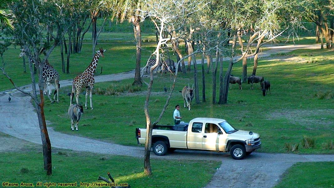 Arusha Savanna