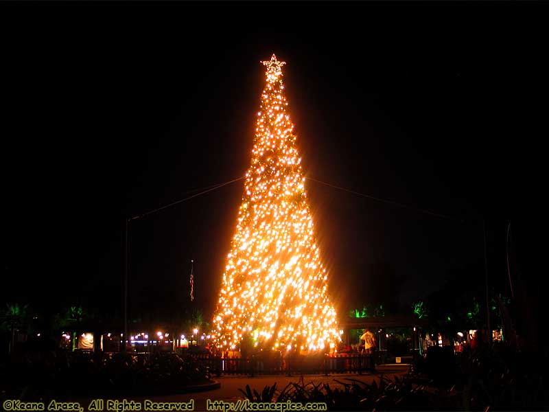 Animal Kingdom's Christmas Trees