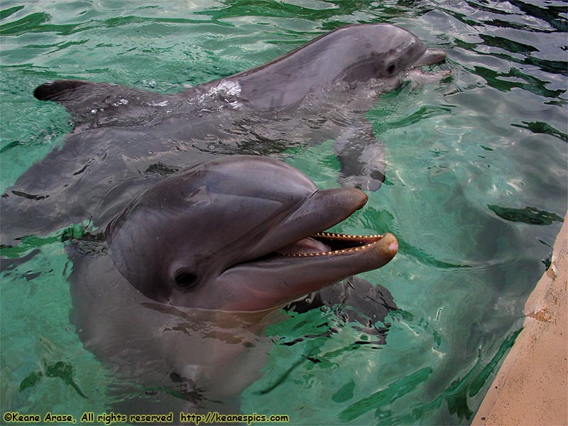 Dolphin Cove