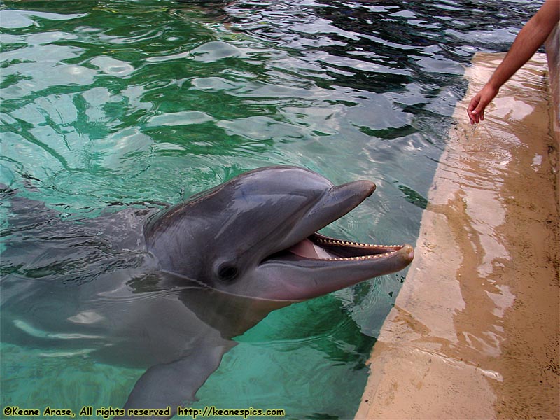 Dolphin Cove