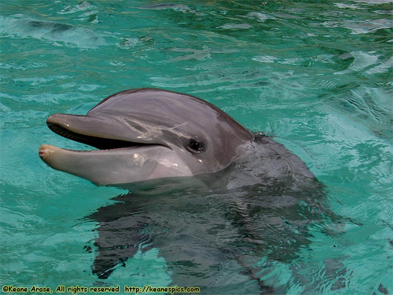 Dolphin Cove