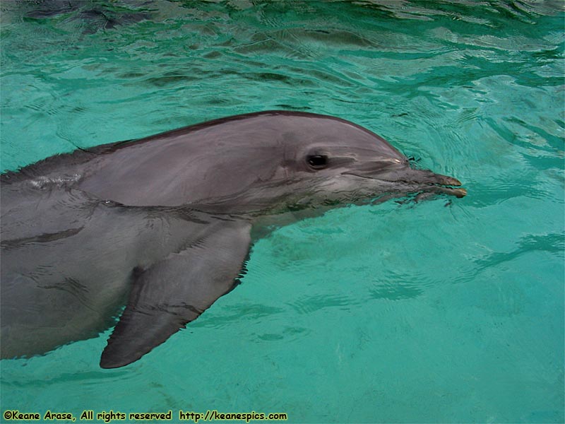 Dolphin Cove