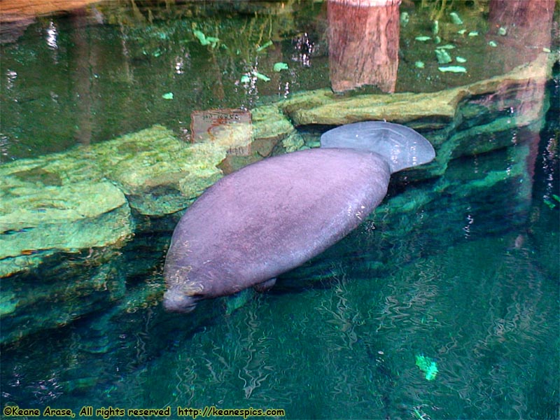 Manatee Rescue