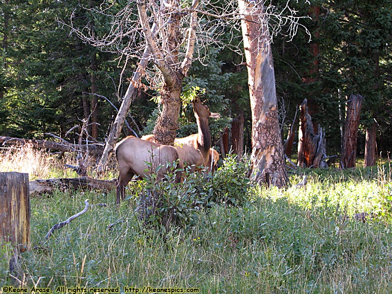 Elk