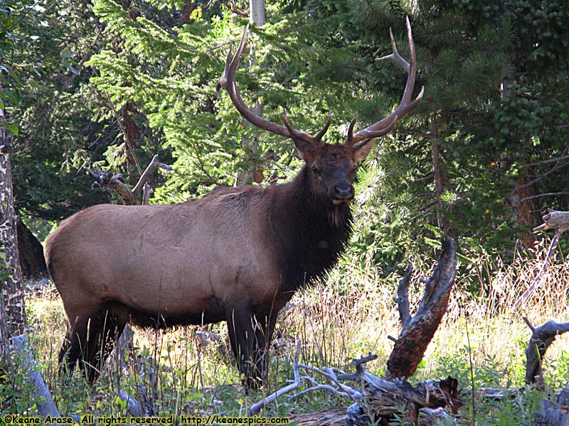 Elk