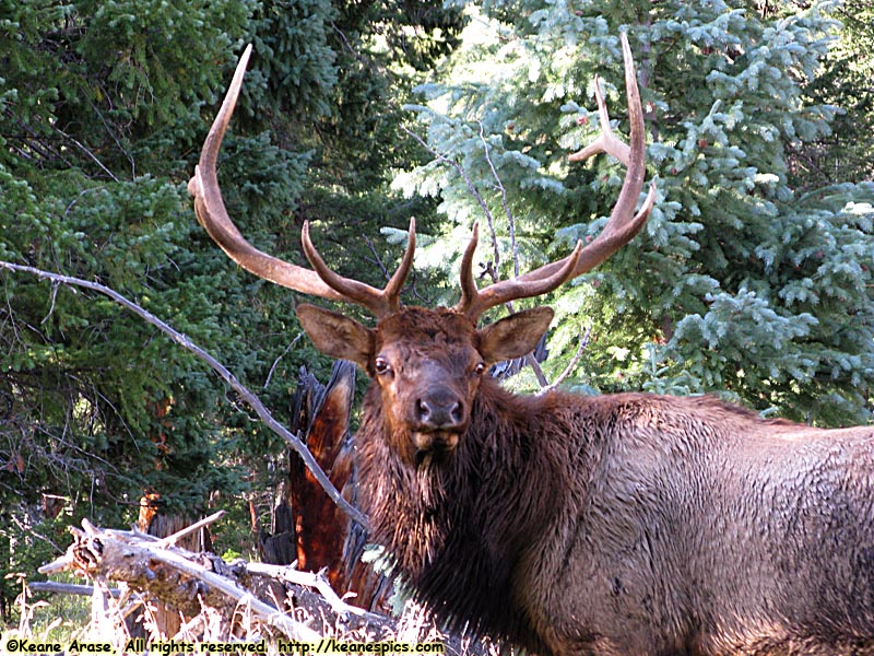 Elk