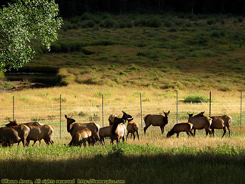 Elk