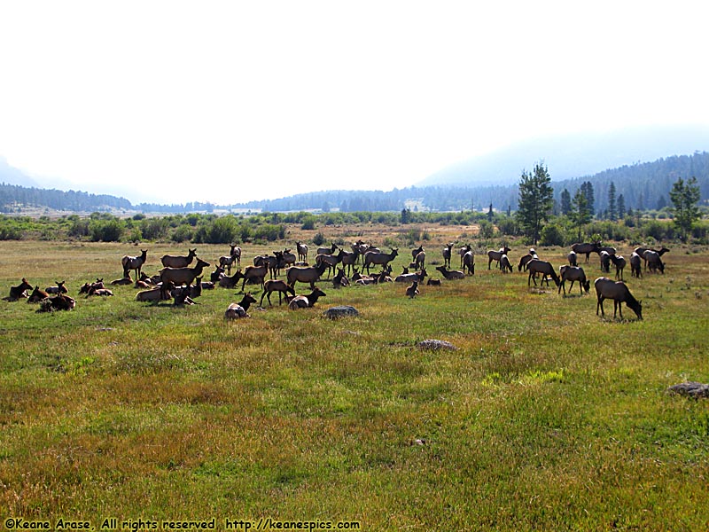 Elk