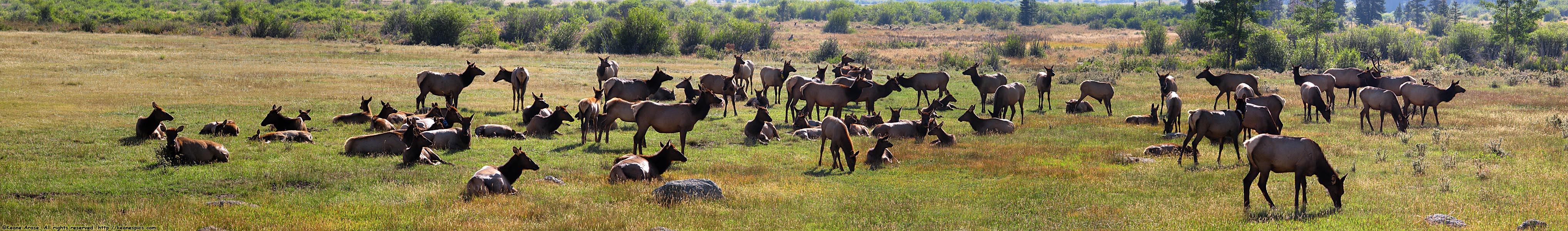 Elk Panoramic