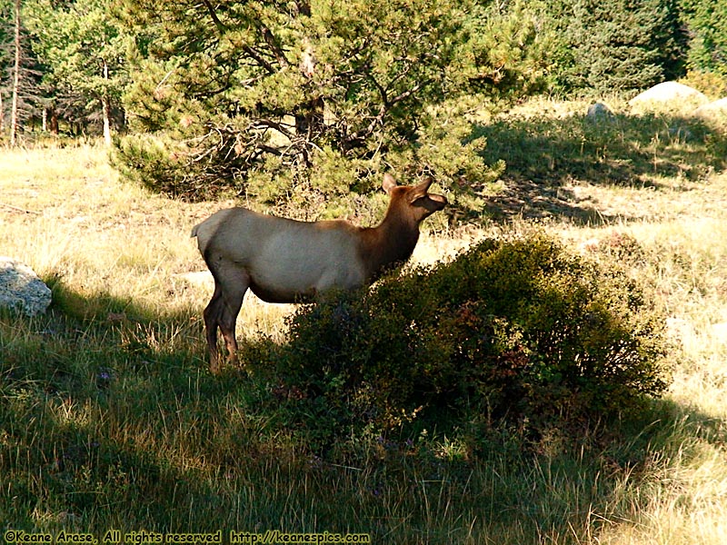 Elk