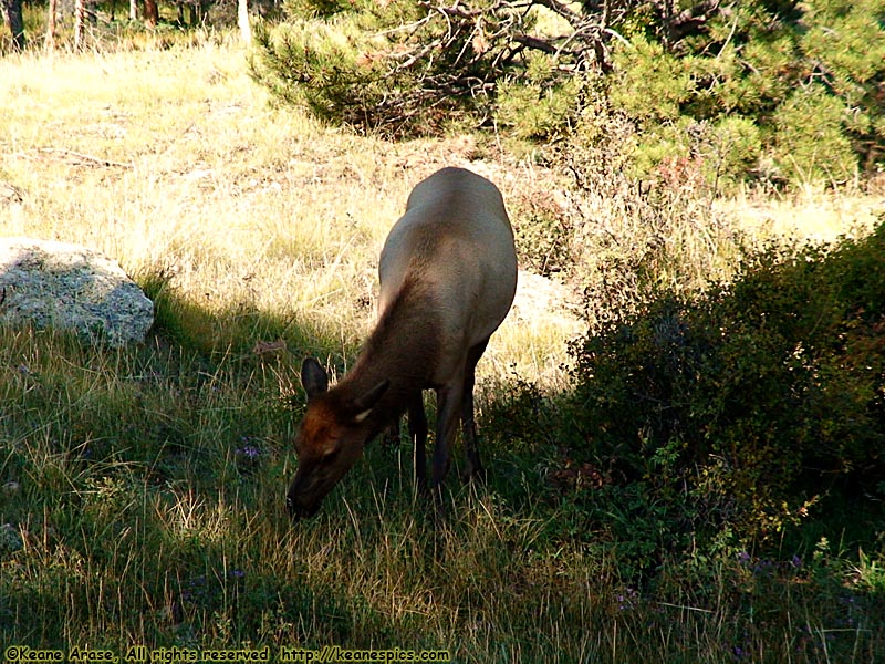 Elk