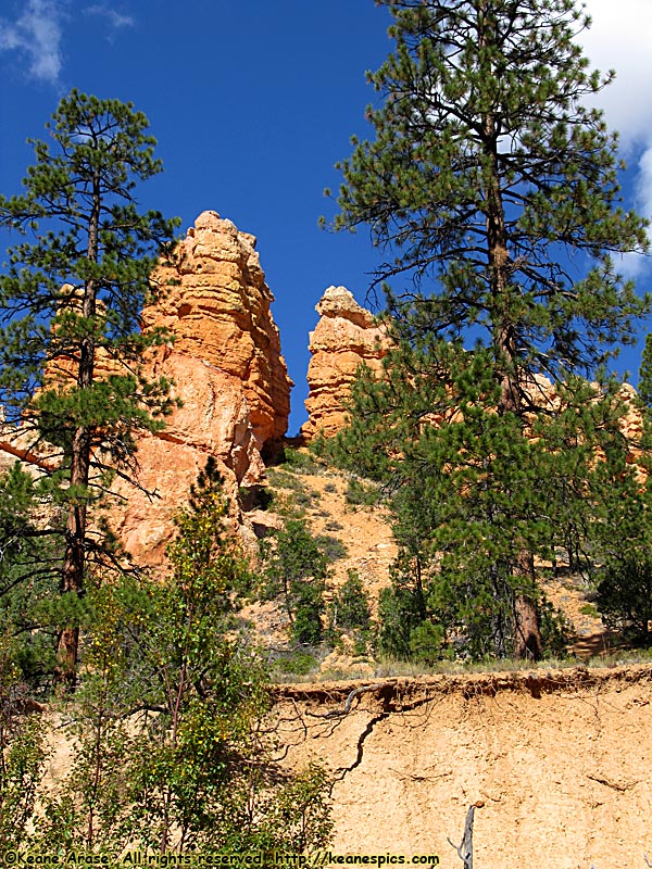 Mossy Cave Trail