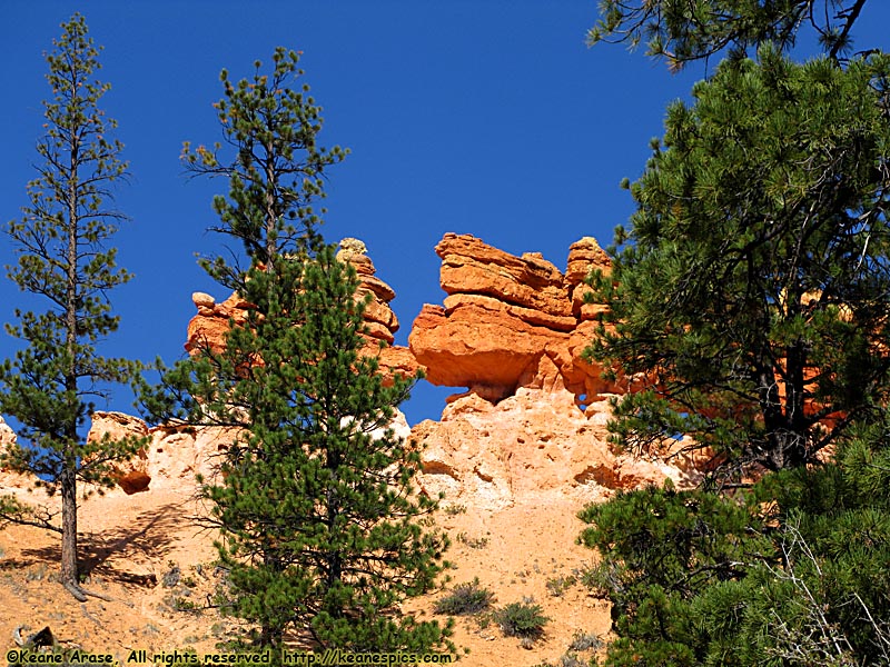 Mossy Cave Trail