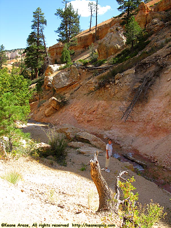 Mossy Cave Trail