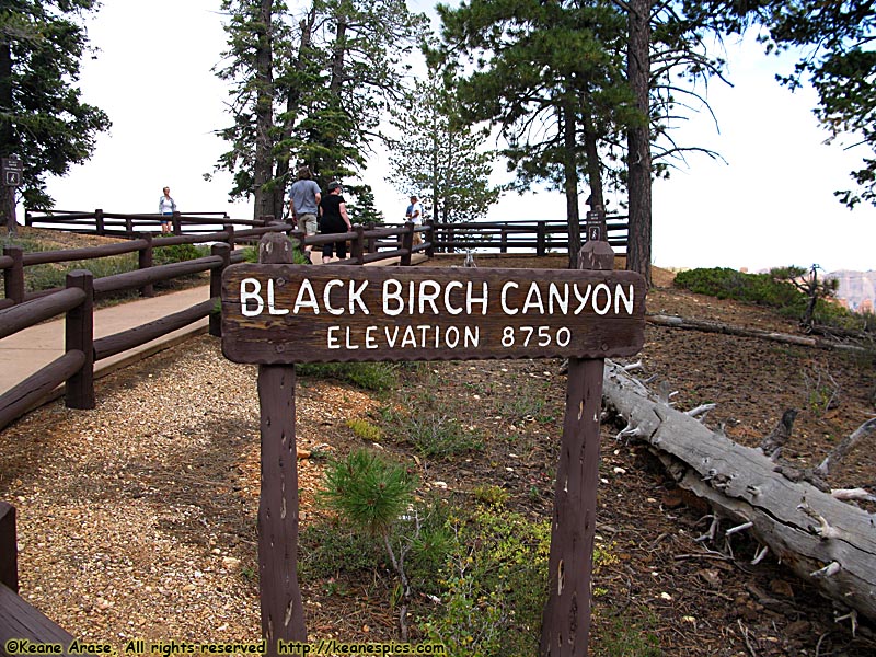 Black Birch Canyon