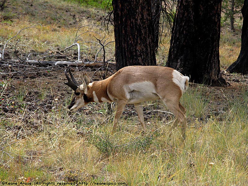 Pronghorn Antelope