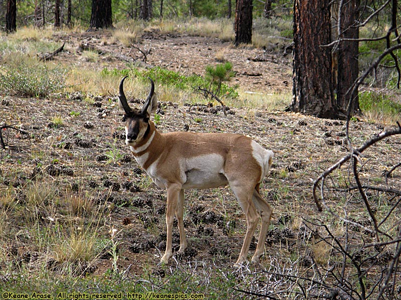 Pronghorn Antelope