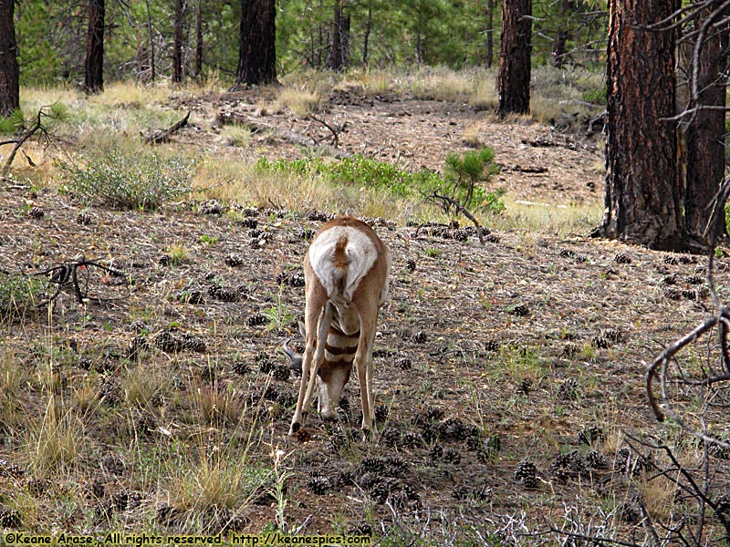 Pronghorn Antelope