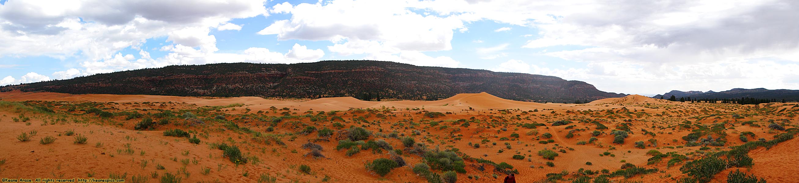 Dune field