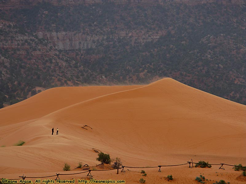 Dune field