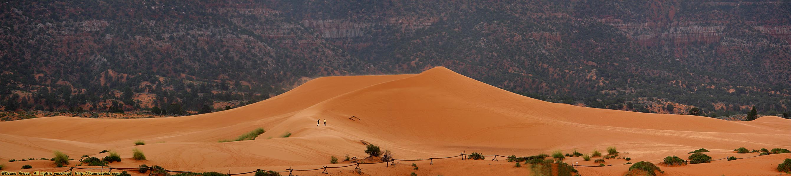 Dune field