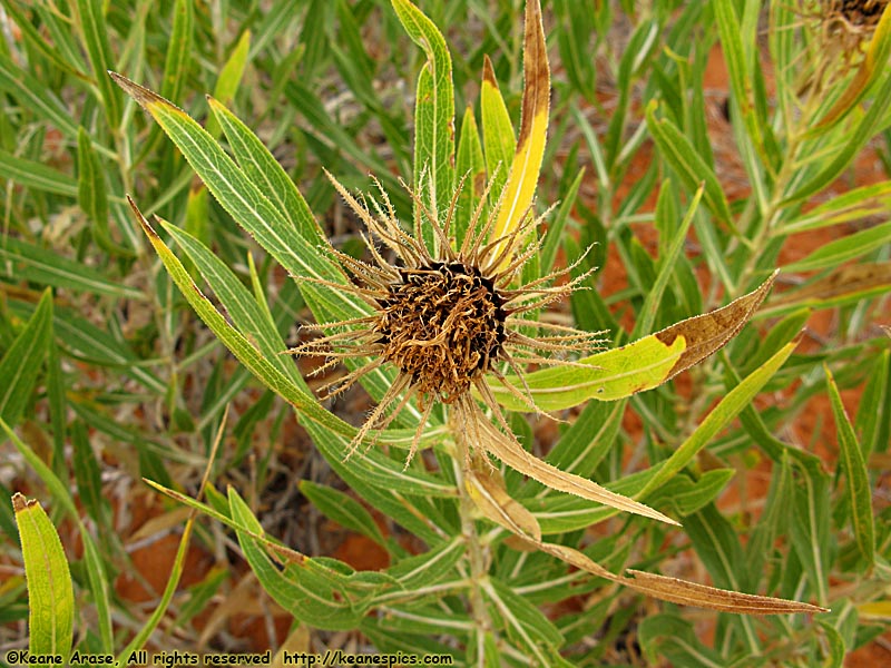 Desert Flowers