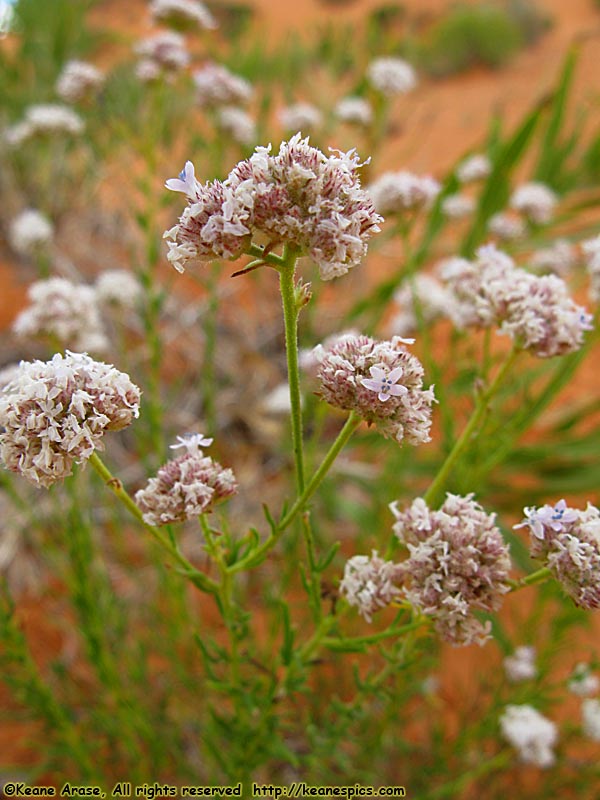 Desert Flowers