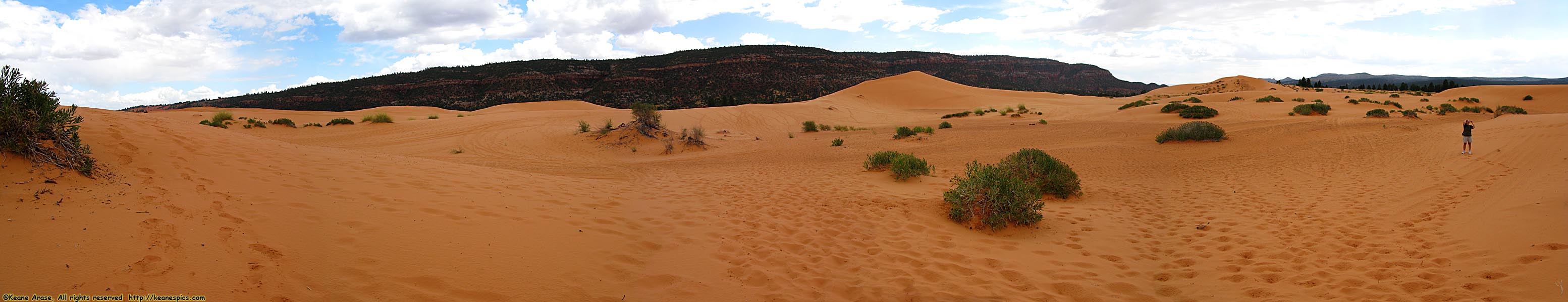 Dune field