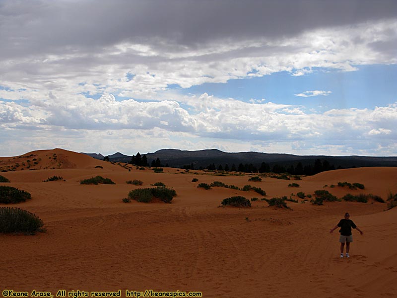 Dune field