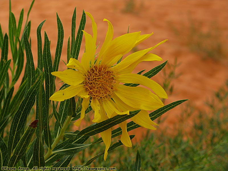 Desert Flowers