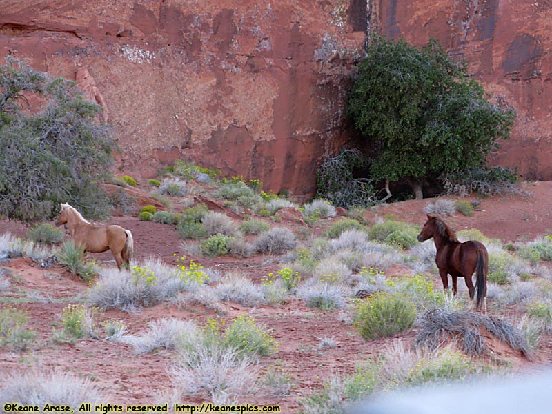 Wild Horses