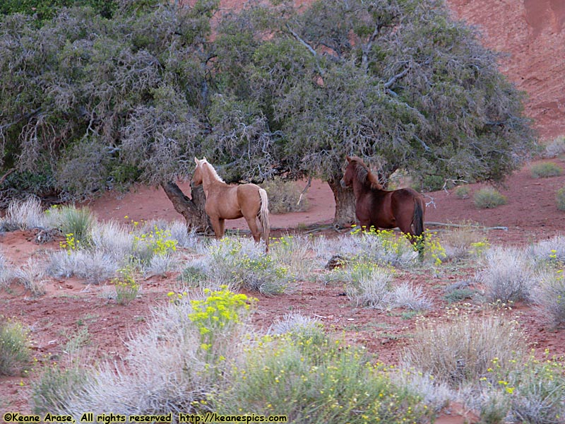 Wild Horses