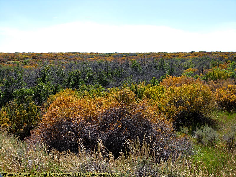 South Rim Road