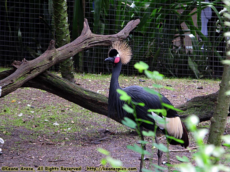 Discovery Island