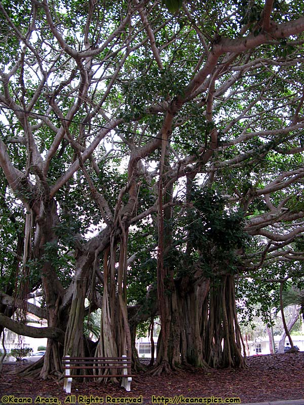 Banyan Tree