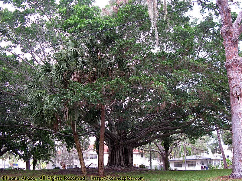 Banyan Tree