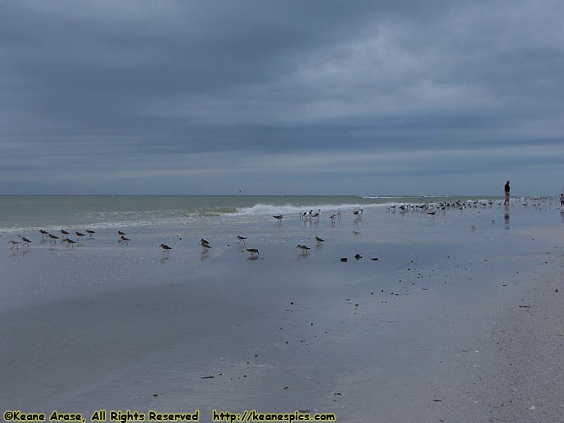 Siesta Beach