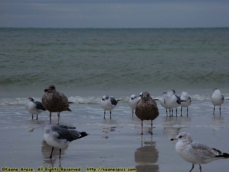 Siesta Beach