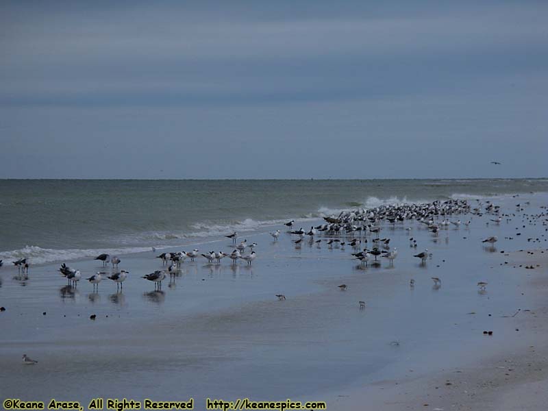 Siesta Beach