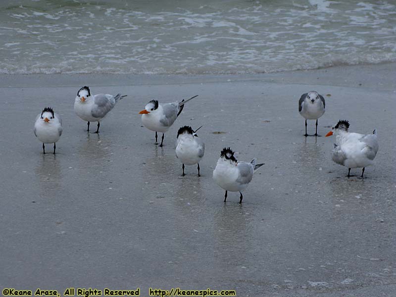 Siesta Beach