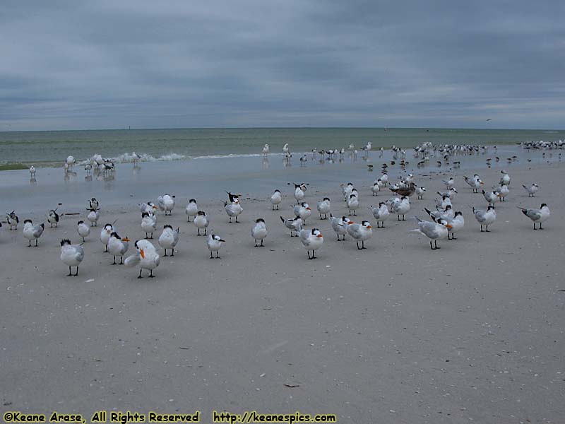 Siesta Beach