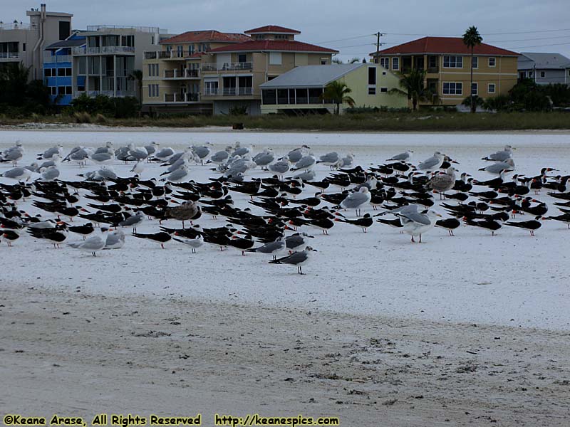 Siesta Beach