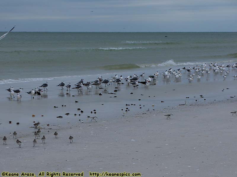 Siesta Beach